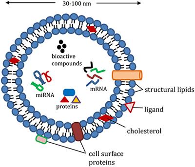 Naturally Occurring Exosome Vesicles as Potential Delivery Vehicle for Bioactive Compounds